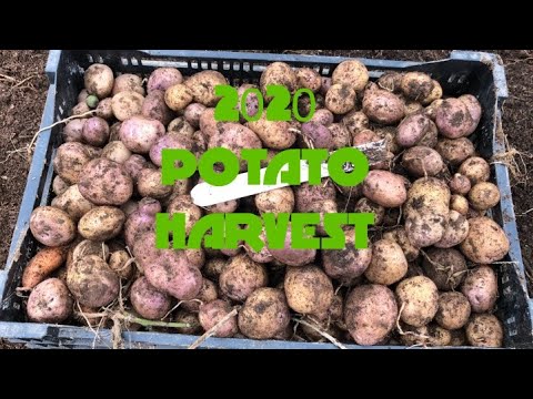 High Yield 2020 Potato Harvest: Growing Belmonda in the City
