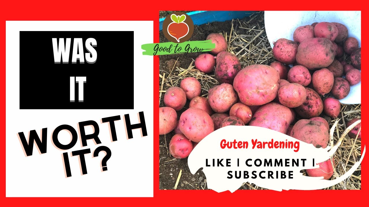 US Potato Harvest: How Modern Tech Unearths 450 Acres Daily